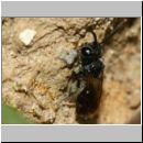 Mimumesa sp - Grabwespe 09a 6-7mm mit Zikade - OS-Hasbergen-Lehmwiese.jpg